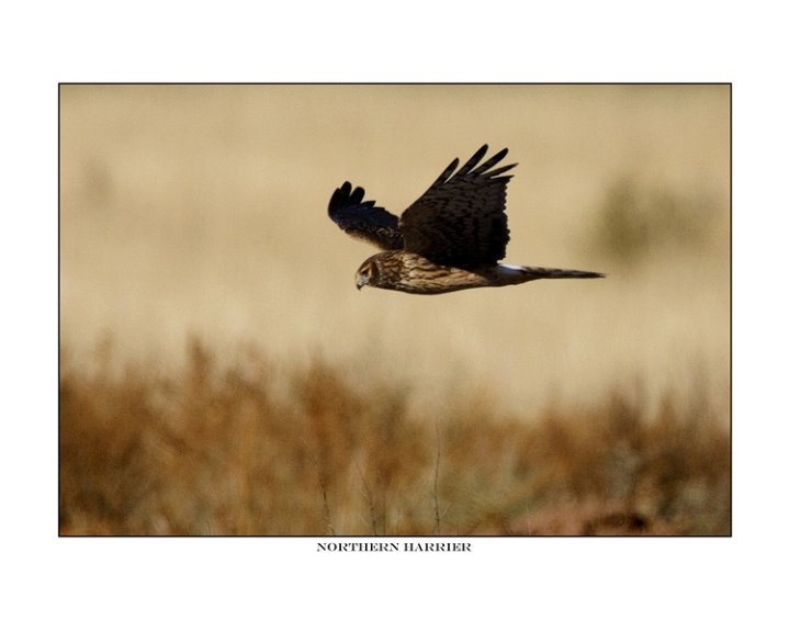371 northern harrier.jpg
